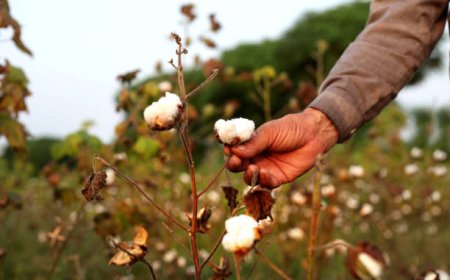 ਨਰਮੇਂ ਦੀ ਫ਼ਸਲ ਦਾ ਪੂਰਾ ਝਾੜ ਲੈਣ ਲਈ ਮੁੱਖ ਖੇਤੀਬਾੜੀ ਅਫ਼ਸਰ ਨੇ ਸਾਂਝੇ ਕੀਤੇ ਜ਼ਰੂਰੀ ਨੁਕਤੇ